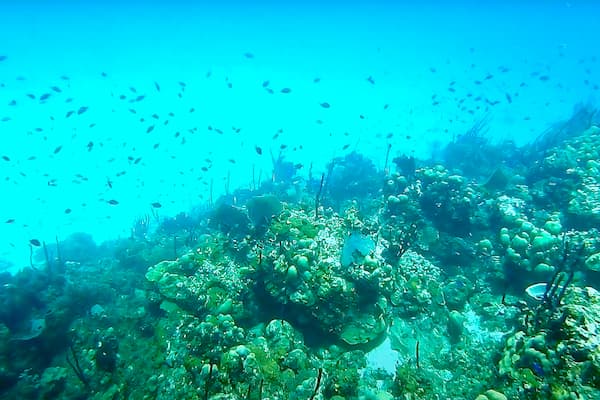 fishes-catalina-island