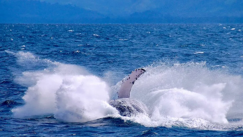 Saona Island: location and how to get there 10 whale watching in samana