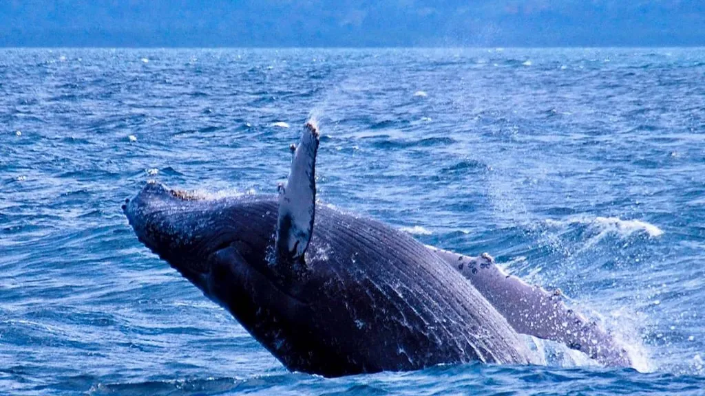 Let's Go DR 12 Whale Watching Samana Tour
